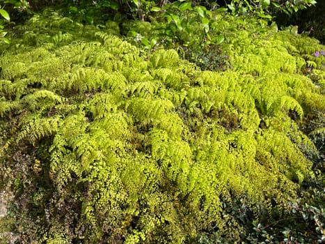 Adiatum Venustum is a species of fern with filigree leaves. Maidenhair fern,Adiatum Venustum,is a species of fern with delicate leaves