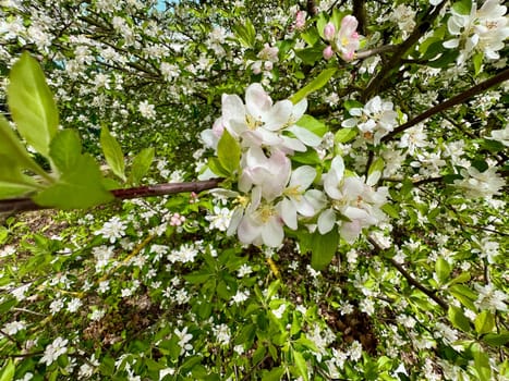 Crab apple or wild apple is considered the ancestor of the plantation apple and has a high ornamental value. Crab apple or wild apple is considered the ancestor of the plantation apple and has a high ornamental value.