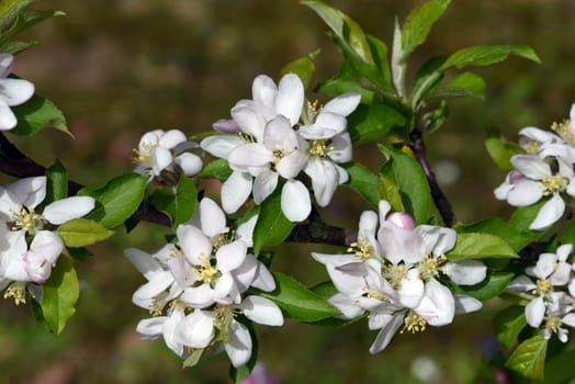 Crab apple or wild apple is considered the ancestor of the plantation apple and has a high ornamental value. Crab apple or wild apple is considered the ancestor of the plantation apple and has a high ornamental value.