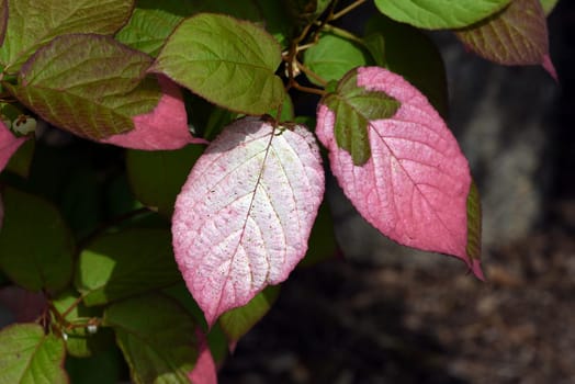 Variegated kiwi is a wonderful mixture of ornamental and useful plant. Variegated,kiwi is a wonderful mixture of ornamental and useful plant.