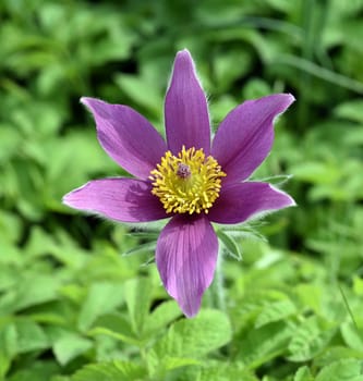 Kuechenschelle,Pulsatilla,vulgaris is an early bloomer with beautiful flowers in blue and red. Pasqueflower,Pulsatilla,vulgaris is an early bloomer with beautiful flowers in blue and red.