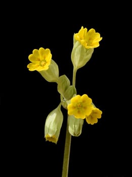 Primula veris,officinalis,is a medicinal plant with beautiful yellow flowers and grows wildly. Cowslip,Primula veris,officinalis,is a medicinal plant with beautiful yellow flowers and grows wild.