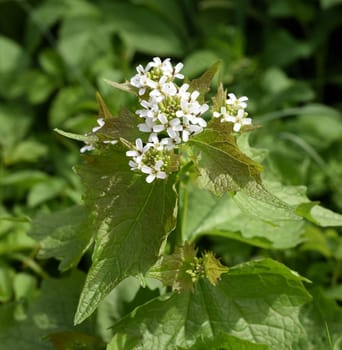 Garlic rocket is an important medicinal and medicinal plant and has white flowers. Garlic mustard is an important medicinal and medicinal plant and has white flowers.