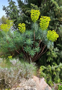 Palisade spurge grows stubbornly and woody at the base of the shoot. This allows it to sprout from it and from the rootstock every year. Palisade spurge grows perennially and woody at the base of the shoot. This means it can sprout from it and the rootstock every year