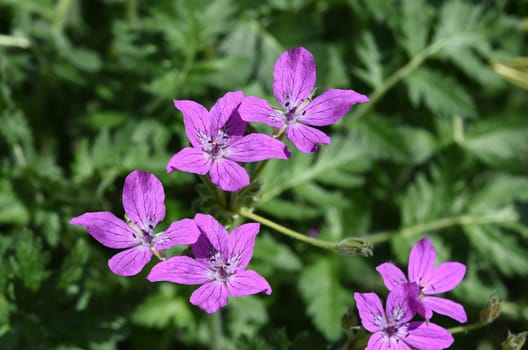 Pyrenean heron's bill,Erodium manescavii is a richly flowering summer flower. Pyrenean heron's-bill,Erodium manescavii,is a richly blooming summer flower.