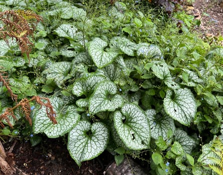 Caucasian forget-me-not,Brunnera,macrophylla is a shade plant with beautiful leaves and blue flowers. Caucasian forget-me-not,Brunnera,macrophylla is a shade plant with beautiful leaves and blue flowers.