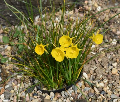 Daffodils are very attractive early bloomers with predominantly yellow flowers. Daffodils are very attractive early bloomers with predominantly yellow flowers.