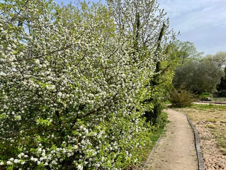 Crab apple or wild apple is considered the ancestor of the plantation apple and has a high ornamental value. Crab apple or wild apple is considered the ancestor of the plantation apple and has a high ornamental value.