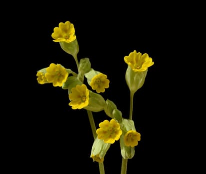 Primula veris,officinalis,is a medicinal plant with beautiful yellow flowers and grows wildly. Cowslip,Primula veris,officinalis,is a medicinal plant with beautiful yellow flowers and grows wild.