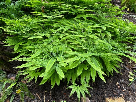 Peacock fern or horseshoe fern,Adiantum pedatum is a pretty fern species that grows almost only in the shade. Peacock fern or horseshoe fern,Adiantum pedatum is a pretty fern species that grows almost exclusively in the shade