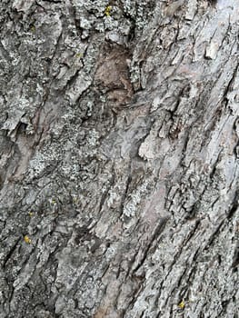 Bark from an old apple tree,some of which is already rotten. Bark from an old apple tree that has already partially rotted.