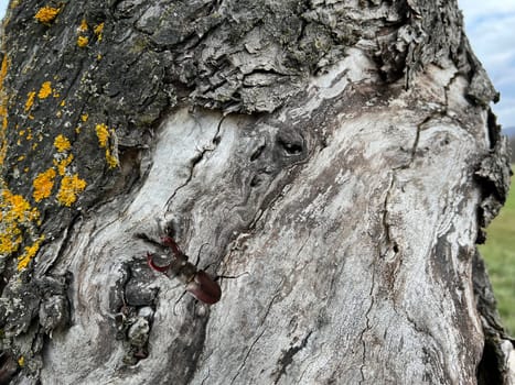 Bark from an old apple tree,some of which is already rotten. Bark from an old apple tree that has already partially rotted.