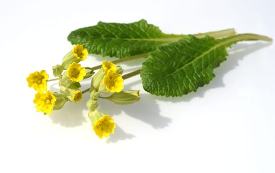 Primula veris,officinalis,is a medicinal plant with beautiful yellow flowers and grows wildly. Cowslip,Primula veris,officinalis,is a medicinal plant with beautiful yellow flowers and grows wild.