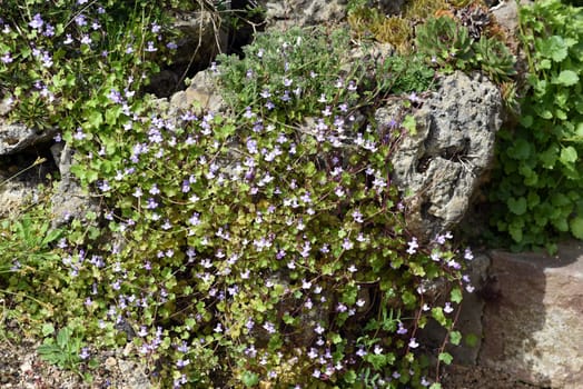 Cymbalaria muralis is a wild and medicinal plant with purple flowers. Cymbalaria muralis is a wild and medicinal plant with purple flowers.