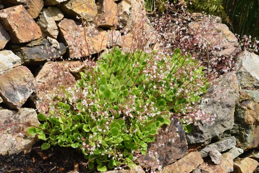 Porcelain flower,Saxifraga,is a pretty rock garden plant. Saxifraga,Chinese saxifrage,is a pretty rock garden plant.