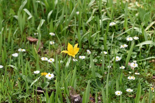 Vineyard tulip,Tulipa,sylvstris,needs open,nutrient-rich soil in a very sunny,warm location. Vineyard tulip,Tulipa,sylvstris,needs open,nutrient-rich soil in a very sunny,warm location