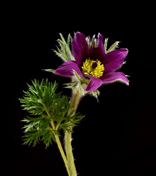 Kuechenschelle,Pulsatilla,vulgaris is an early bloomer with beautiful flowers in blue and red. Pasqueflower,Pulsatilla,vulgaris is an early bloomer with beautiful flowers in blue and red.