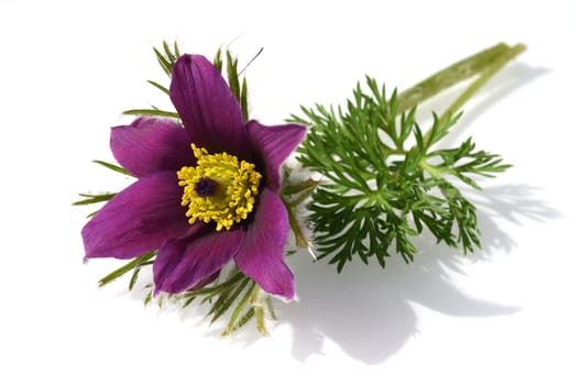Kuechenschelle,Pulsatilla,vulgaris is an early bloomer with beautiful flowers in blue and red. Pasqueflower,Pulsatilla,vulgaris is an early bloomer with beautiful flowers in blue and red.