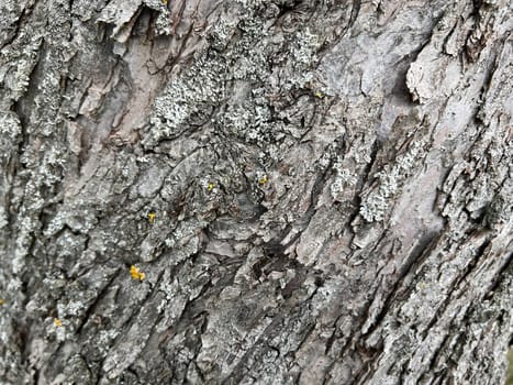 Bark from an old apple tree,some of which is already rotten. Bark from an old apple tree that has already partially rotted.