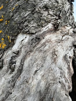 Bark from an old apple tree,some of which is already rotten. Bark from an old apple tree that has already partially rotted.