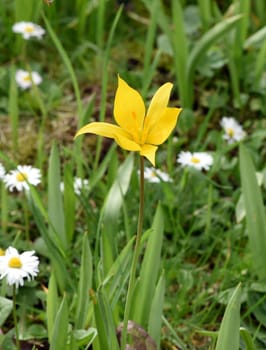Vineyard tulip,Tulipa,sylvstris,needs open,nutrient-rich soil in a very sunny,warm location. Vineyard tulip,Tulipa,sylvstris,needs open,nutrient-rich soil in a very sunny,warm location