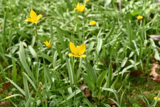 Vineyard tulip,Tulipa,sylvstris,needs open,nutrient-rich soil in a very sunny,warm location. Vineyard tulip,Tulipa,sylvstris,needs open,nutrient-rich soil in a very sunny,warm location
