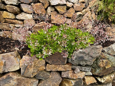 Porcelain flower,Saxifraga,is a pretty rock garden plant. Saxifraga,Chinese saxifrage,is a pretty rock garden plant.