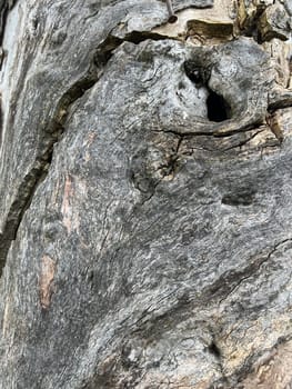 Bark from an old apple tree,some of which is already rotten. Bark from an old apple tree that has already partially rotted.