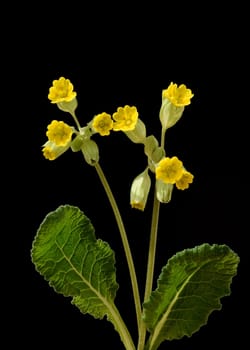 Primula veris,officinalis,is a medicinal plant with beautiful yellow flowers and grows wildly. Cowslip,Primula veris,officinalis,is a medicinal plant with beautiful yellow flowers and grows wild.