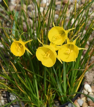 Daffodils are very attractive early bloomers with predominantly yellow flowers. Daffodils are very attractive early bloomers with predominantly yellow flowers.