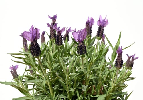 Crested lavender,Lavandula stoechas is a type of lavender with pretty blue flowers. Lavender,Lavandula stoechas,is a type of lavender with pretty blue flowers.