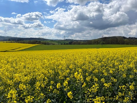 Stratocumulus,stratocumuli,commonly known as stratocumuli,are cluster layer clouds without fibers and form similar to cumulus clouds. A nice contrast to the rapeseed field. Stratocumulus,stratocumuli,commonly known as stratocumuli,are cumulus clouds without fibers and are formed in a similar way to cumulus clouds. A nice contrast to the rapeseed field