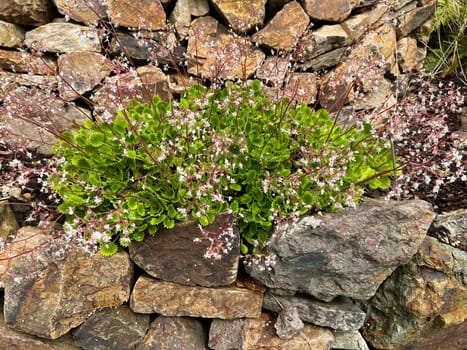Porcelain flower,Saxifraga,is a pretty rock garden plant. Saxifraga,Chinese saxifrage,is a pretty rock garden plant.