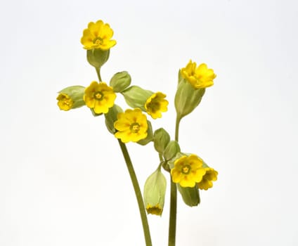 Primula veris,officinalis,is a medicinal plant with beautiful yellow flowers and grows wildly. Cowslip,Primula veris,officinalis,is a medicinal plant with beautiful yellow flowers and grows wild.