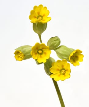 Primula veris,officinalis,is a medicinal plant with beautiful yellow flowers and grows wildly. Cowslip,Primula veris,officinalis,is a medicinal plant with beautiful yellow flowers and grows wild.