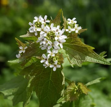 Garlic rocket is an important medicinal and medicinal plant and has white flowers. Garlic mustard is an important medicinal and medicinal plant and has white flowers.