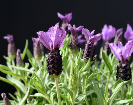 Crested lavender,Lavandula stoechas is a type of lavender with pretty blue flowers. Lavender,Lavandula stoechas,is a type of lavender with pretty blue flowers.