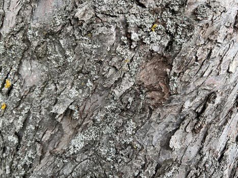 Bark from an old apple tree,some of which is already rotten. Bark from an old apple tree that has already partially rotted.