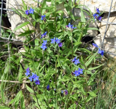 Stone seed,Aegonychon purpurocaeruleum is a pretty flower with strong blue flowers. Stone seed,Aegonychon purpurocaeruleum is a pretty flower with strong blue flowers.