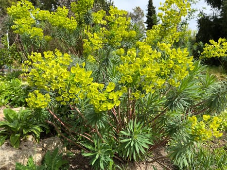 Palisade spurge grows stubbornly and woody at the base of the shoot. This allows it to sprout from it and from the rootstock every year. Palisade spurge grows perennially and woody at the base of the shoot. This means it can sprout from it and the rootstock every year