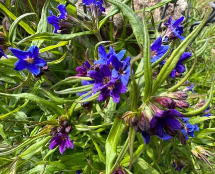 Stone seed,Aegonychon purpurocaeruleum is a pretty flower with strong blue flowers. Stone seed,Aegonychon purpurocaeruleum is a pretty flower with strong blue flowers.