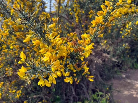 Planted privacy walls with foil or as gabbiones are often seen in gardens