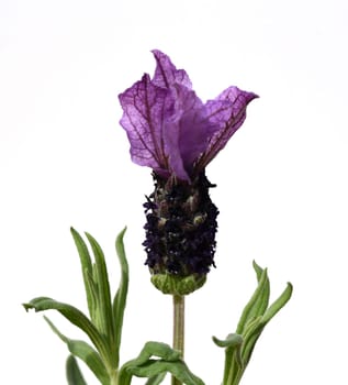 Crested lavender,Lavandula stoechas is a type of lavender with pretty blue flowers. Lavender,Lavandula stoechas,is a type of lavender with pretty blue flowers.