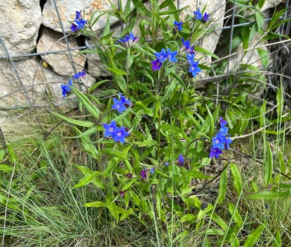 Stone seed,Aegonychon purpurocaeruleum is a pretty flower with strong blue flowers. Stone seed,Aegonychon purpurocaeruleum is a pretty flower with strong blue flowers.