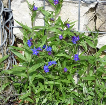 Stone seed,Aegonychon purpurocaeruleum is a pretty flower with strong blue flowers. Stone seed,Aegonychon purpurocaeruleum is a pretty flower with strong blue flowers.