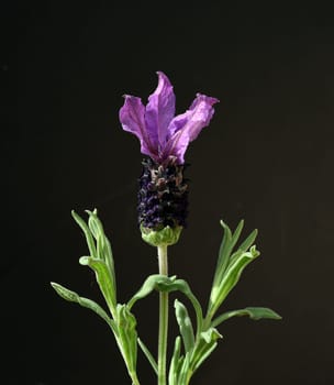 Crested lavender,Lavandula stoechas is a type of lavender with pretty blue flowers. Lavender,Lavandula stoechas,is a type of lavender with pretty blue flowers.