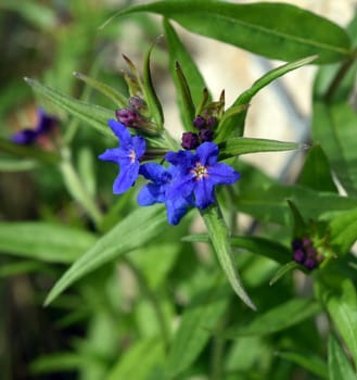 Stone seed,Aegonychon purpurocaeruleum is a pretty flower with strong blue flowers. Stone seed,Aegonychon purpurocaeruleum is a pretty flower with strong blue flowers.