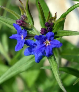 Stone seed,Aegonychon purpurocaeruleum is a pretty flower with strong blue flowers. Stone seed,Aegonychon purpurocaeruleum is a pretty flower with strong blue flowers.