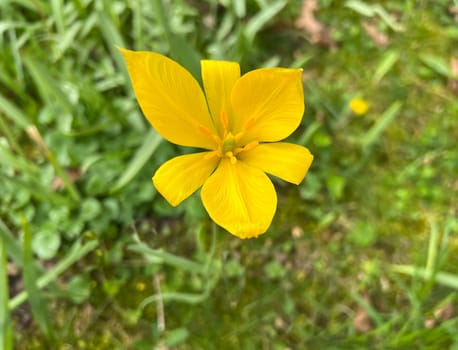 Vineyard tulip,Tulipa,sylvstris,needs open,nutrient-rich soil in a very sunny,warm location. Vineyard tulip,Tulipa,sylvstris,needs open,nutrient-rich soil in a very sunny,warm location