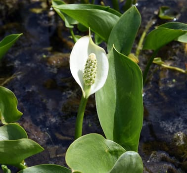 Marsh calla,Calla palustris,is an aquatic plant with white flowers. Marsh calla,Calla palustris,is an aquatic plant with white flowers.